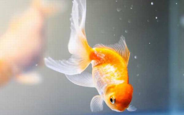 金鱼身上有白点怎么治?