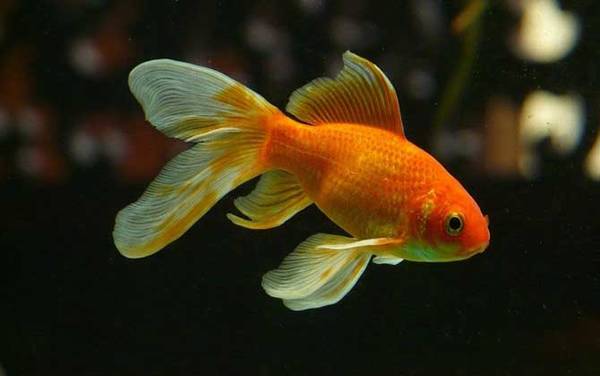 草金鱼是什么鱼?