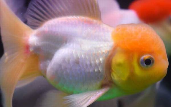 狮子头金鱼是什么鱼?