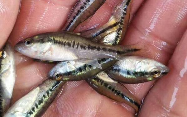 加州鲈鱼养殖温度多少合适?