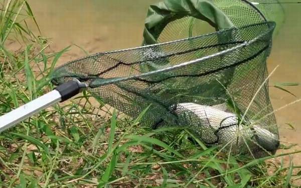 加州鲈鱼养殖温度多少合适?