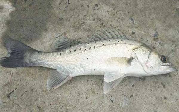 ����������ʲô�㣿