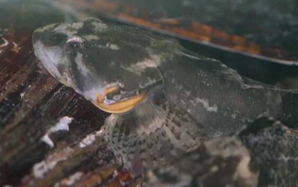 松江鲈鱼是国家保护动物吗?