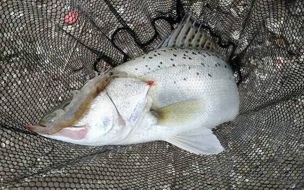 ����������ʲô�㣿