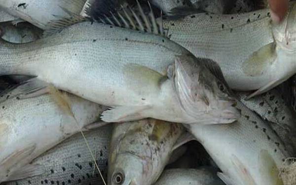 七星鲈鱼是海鱼吗?