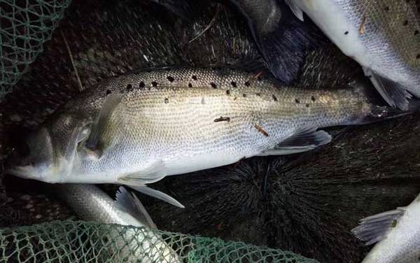 七星鲈鱼是海鱼吗?