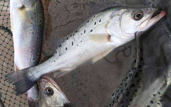 七星鲈鱼是海鱼吗?