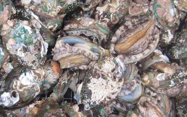 三头鲍鱼是什么意思?