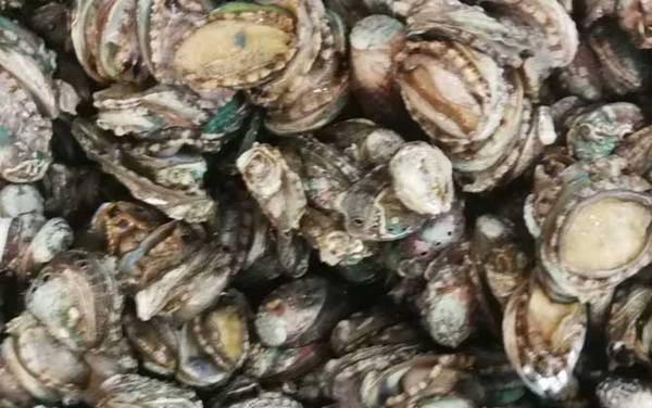 三头鲍鱼是什么意思?