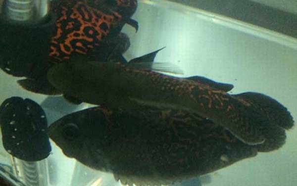 ��ͼ����ʲô�㣿