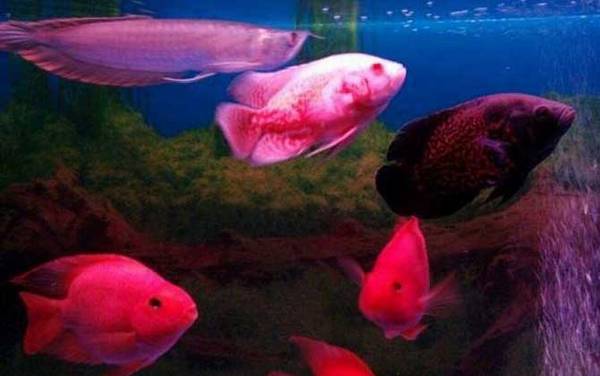 ��ͼ��۸����Ǯһ����