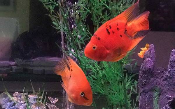 ��ͼ�����ʲô����ã�