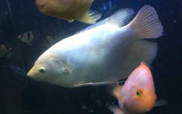 ��ͼ�����ʲô����ã�