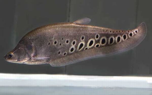 ��ͼ�����ʲô����ã�