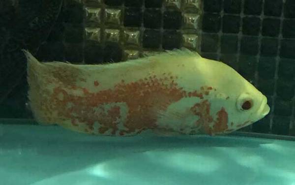 ��ͼ����ô�ֹ�ĸ��