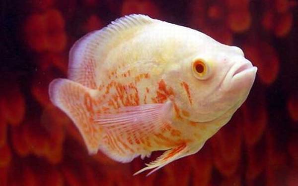 ��ͼ����ô�ֹ�ĸ��