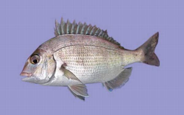 鲷鱼是什么鱼?