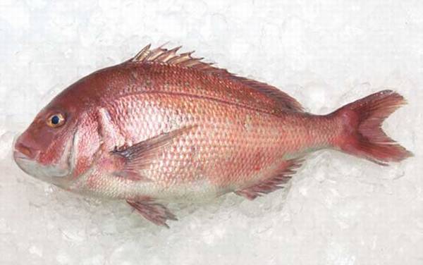 鲷鱼的鲷怎么读?