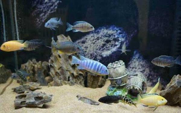 三湖慈鲷是什么鱼?