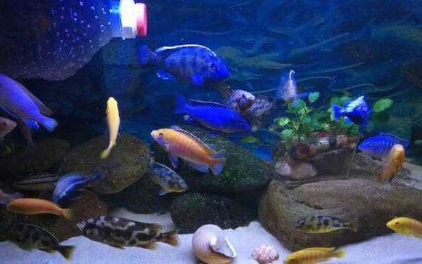 三湖慈鲷是什么鱼?