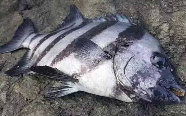 ��ʯ����ʲô�㣿