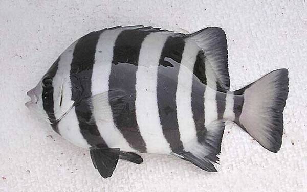 ��ʯ����ʲô�㣿