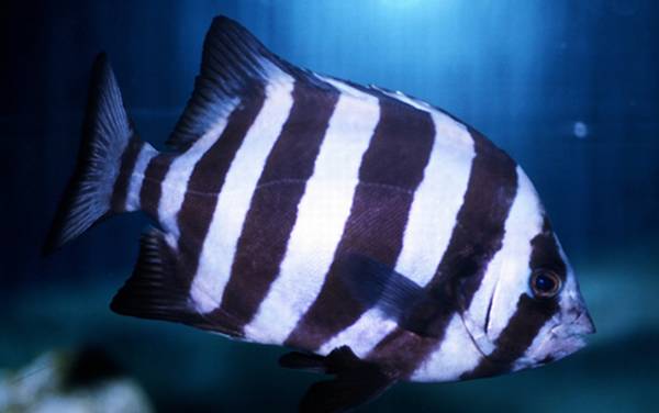 ��ʯ����ʲô�㣿