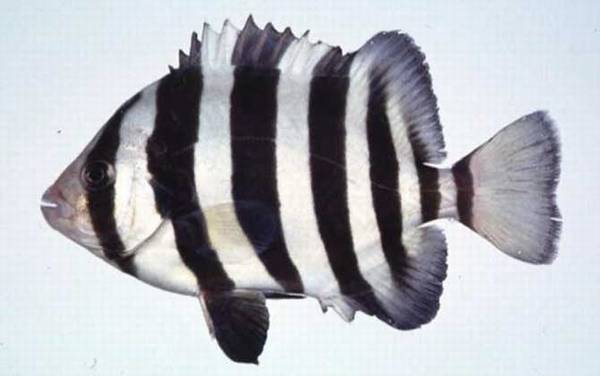 ��ʯ����ʲô�㣿