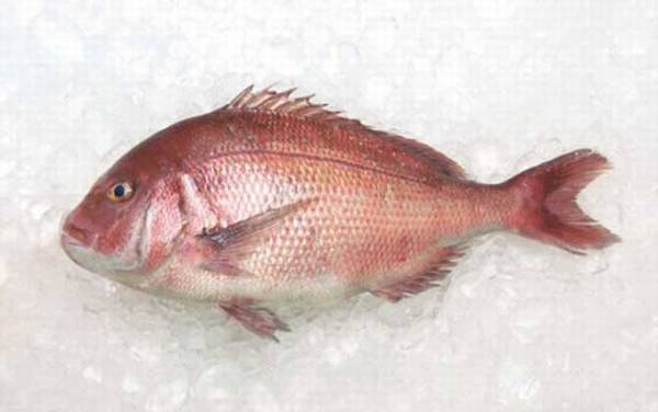 红鲷鱼是什么鱼?