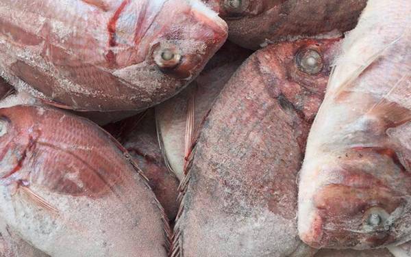 红鲷鱼是什么鱼?