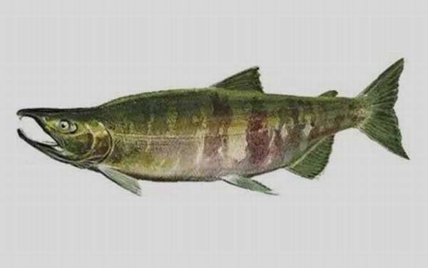 �����������༰ͼƬ��ȫ