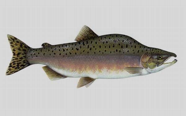 �����������༰ͼƬ��ȫ