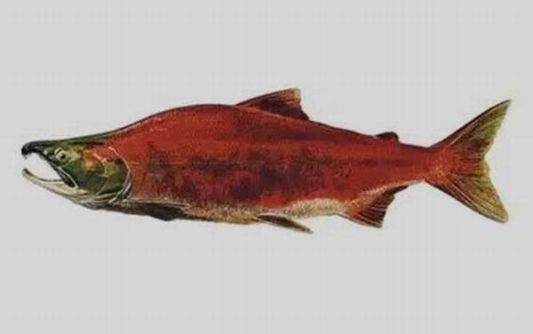 �����������༰ͼƬ��ȫ