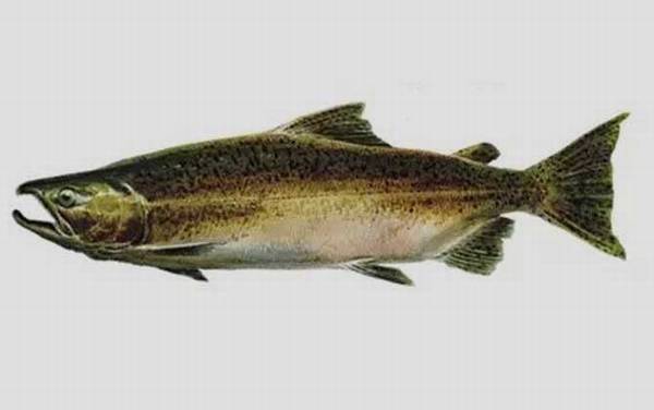 �����������༰ͼƬ��ȫ