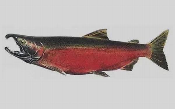 �����������༰ͼƬ��ȫ