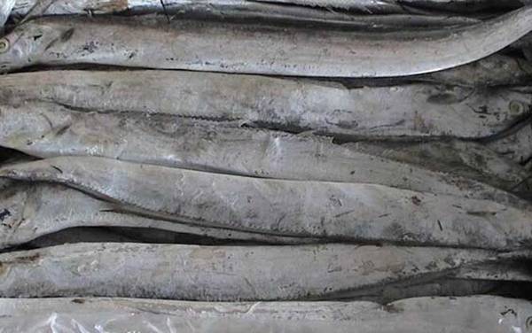 带鱼价格多少钱一斤?