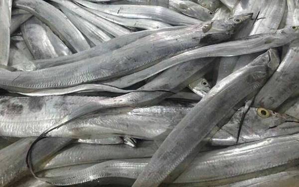 带鱼价格多少钱一斤?