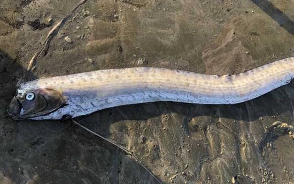 �ʴ�����ʲô�㣿