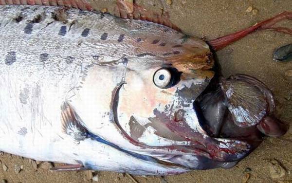 �ʴ�����ʲô�㣿