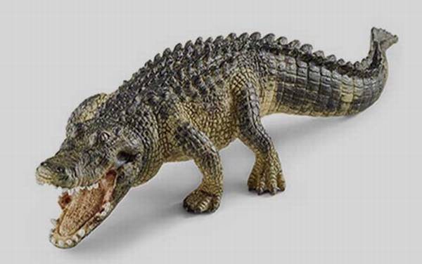 鳄目有几科几种?