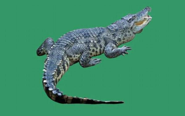 鳄目有几科几种?