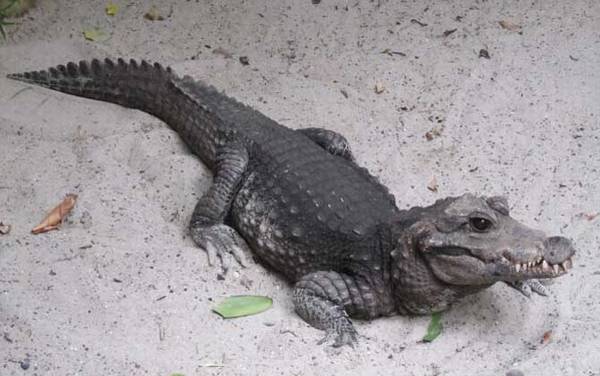 ����٪������ʲô���