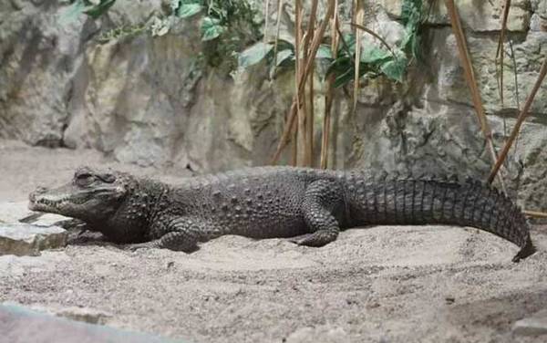 ����٪������ʲô���