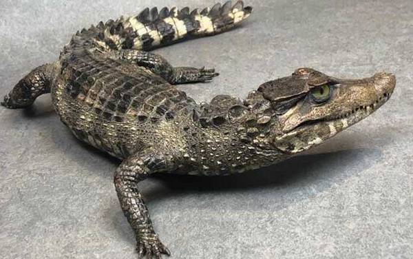 ����٪������ʲô���