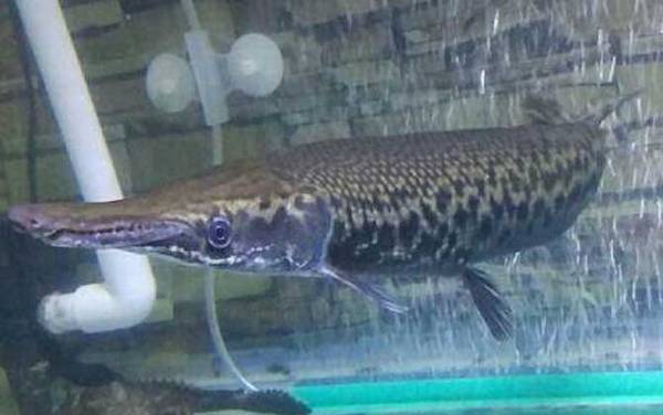 福鳄是什么动物?