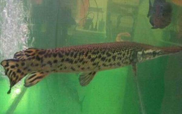 福鳄是什么动物?