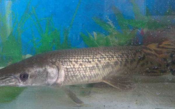 福鳄是什么动物?