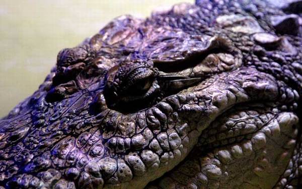 尼罗鳄是什么动物?