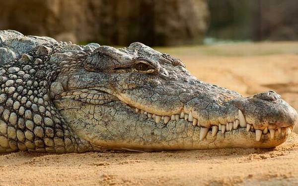 尼罗鳄是什么动物?