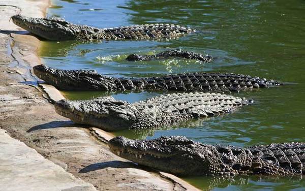 ��������ʲô���